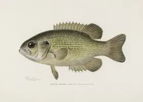 Pictufy: Rock Bass (ambloplites Rupestris) By Sherman F. Denton (1856 1937)