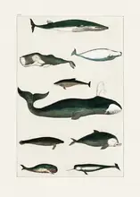 Goldsmith, Oliver: Vintage Whale Poster