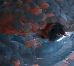 Wechsler, Robin: You are peeking