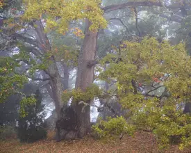 Bank, Hamed: Forest in fall