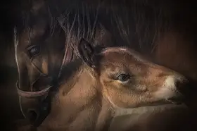 Rusu, Lia Adela: toghether