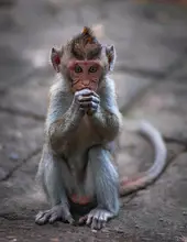 M., Corrado: Begging monkey