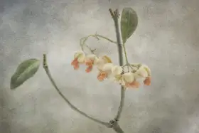Stas, Marie-anne: Euononymus