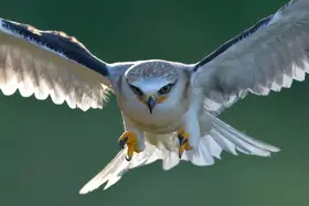 Lam, Gavin: Black-winged Kite