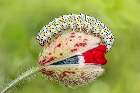 Öztürk, Mustafa: Caterpillar