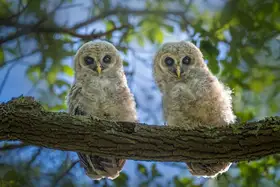 Yang, Jianping: Twin Owlets