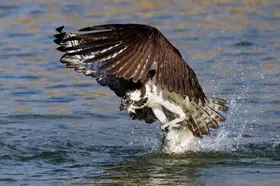 Chen, Johnny: Osprey with catch