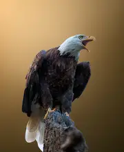 Lu, Ling: The Angry Eagle