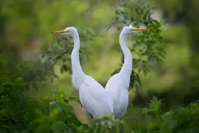 Yang, Jianping: Symmetry in Nature: The Twin Egrets