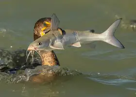 Wang, Victor: Can I swallow this giant fish?