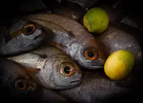 Ozola, Ilze: Fishes