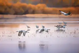 Wei, and Siyu: Sand Hill Cranes, morning reflecting