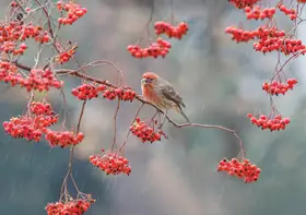 Qiu, Jenny: House Finch in a Red Berry Tree