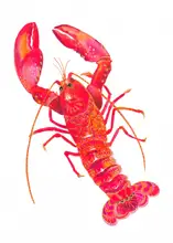 Brent, Isabelle: Patterned Lobster