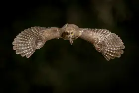 Ge, Robert: Eurasian Scops Owl