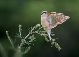 Popa, Bogdan: Take off