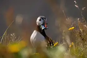 Kort, Bragi: Puffin