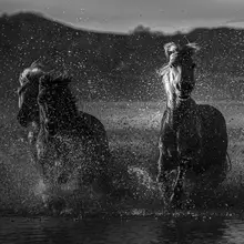 UU: 奔马  galloping horse