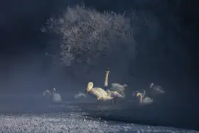 UU: 清晨的游戏  Early morning games