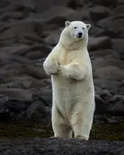 Gil, Ignacio José: Polar Bear 1