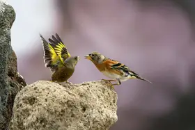 KIM, CHEOL MIN: Bird