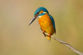Manusevich, David: Kingfisher