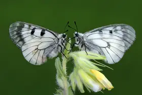Öztürk, Mustafa: LOVE