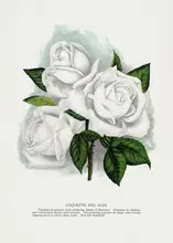 Rochester, Specimen Botanical: White Rose, Coquette Des Alps Lithograph