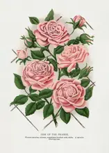 Rochester, Specimen Botanical: Pink Rose, Gem of the Prairie Lithograph