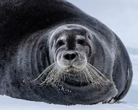 Gil, Ignacio José: Bearded seal