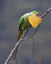 Singh, Navjot: rose ringed parakeet