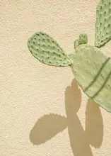 Schenk, Henrike: Cacti Shadowplay