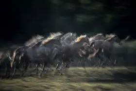 Malovrh, Milan: On gallop