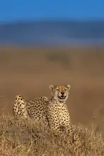 Bhatia, Yogesh: The Laughing Cheetah