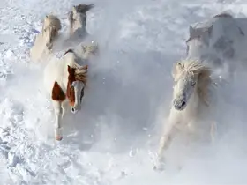 UU: 马踏飞雪 Horse treading on flying snow