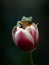 Maududdin, Fauzan: Cute Flying Frog
