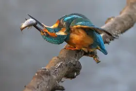 Haenen, Jeke: Kingfisher