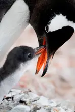 Wei, and Siyu: Penguin Kiss