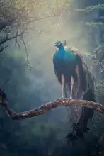 Sharma, Abhinav: Peacock in Rain