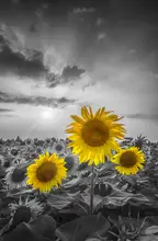 Viola, Melanie: Yellow pop sunflowers