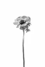 Viola, Melanie: Anemone coronaria | bright design