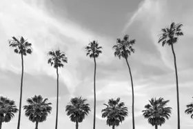 Viola, Melanie: Palm Trees in La Jolla, California