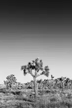 Viola, Melanie: Joshua Trees - monochrome