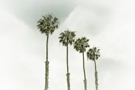 Viola, Melanie: California Palm Trees
