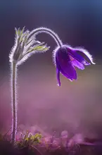 Daminelli, Fabrizio: Pulsatilla montana