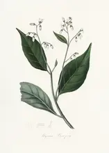 and, Stephenson John: Gum Benjamin Tree (styrax Benzoin Medical Botany