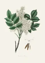 and, Stephenson John: Manna Ash (fraxinus Ornus) Medical Botany