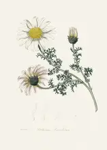 and, Stephenson John: Mount Atlas Daisy (anthemis Pyrethrum) Medical Botany