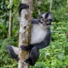 Catta, Alessandro: Thomas Monkey