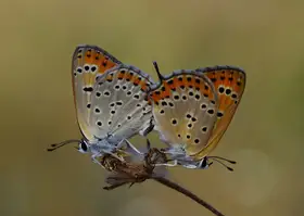 Sener, Savas: Love in nature